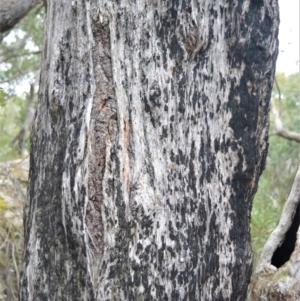 Eucalyptus piperita at Meryla State Forest - 19 Sep 2020 01:38 AM