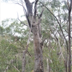 Eucalyptus piperita at Meryla State Forest - 19 Sep 2020 01:38 AM
