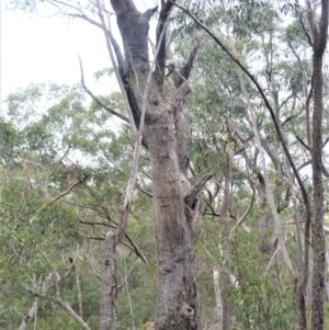 Eucalyptus piperita at Meryla State Forest - 19 Sep 2020 01:38 AM