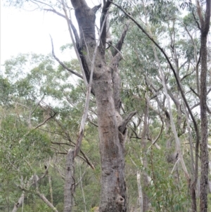 Eucalyptus piperita at Meryla State Forest - 19 Sep 2020