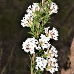 Epacris paludosa (Alpine Heath) at Meryla State Forest - 18 Sep 2020 by plants