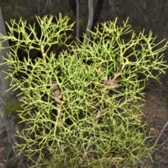 Petrophile sessilis (Conesticks) at Wingecarribee Local Government Area - 18 Sep 2020 by plants