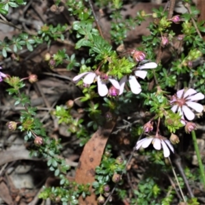 Bauera rubioides at Meryla State Forest - 19 Sep 2020