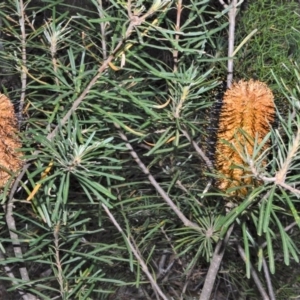 Banksia spinulosa var. cunninghamii at Fitzroy Falls - 19 Sep 2020 02:04 AM