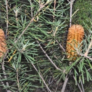 Banksia spinulosa var. cunninghamii at Fitzroy Falls - 19 Sep 2020