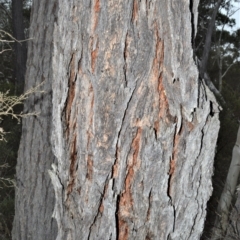 Eucalyptus sieberi at Fitzroy Falls - 19 Sep 2020