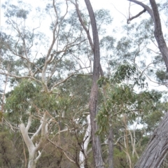 Eucalyptus sieberi at Fitzroy Falls - 19 Sep 2020