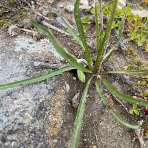 Microseris walteri at Mount Taylor - 18 Sep 2020