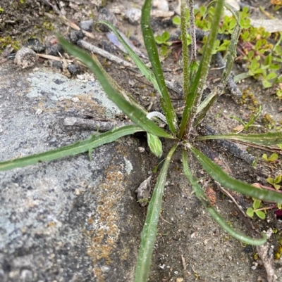 Microseris walteri (Yam Daisy, Murnong) at Tuggeranong DC, ACT - 17 Sep 2020 by jks