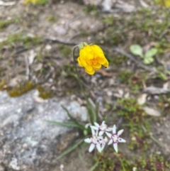 Microseris walteri at Mount Taylor - 18 Sep 2020