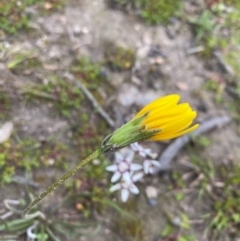 Microseris walteri at Mount Taylor - 18 Sep 2020