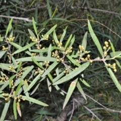 Olearia viscidula (Wallaby Weed) at Werai - 18 Sep 2020 by plants