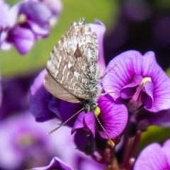 Theclinesthes serpentata (Saltbush Blue) at Cooleman Ridge - 16 Sep 2020 by SWishart