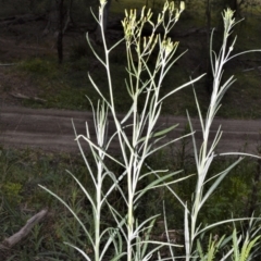 Senecio quadridentatus (Cotton Fireweed) at Werai - 19 Sep 2020 by plants