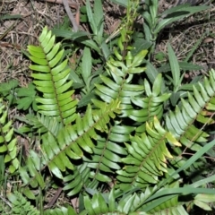 Pellaea falcata (Sickle Fern) at Werai - 18 Sep 2020 by plants