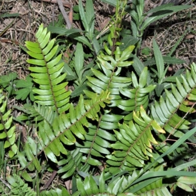 Pellaea falcata (Sickle Fern) at Exeter, NSW - 18 Sep 2020 by plants