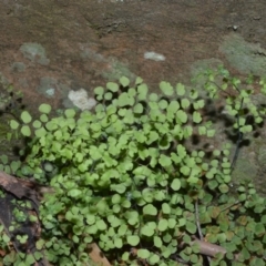 Adiantum aethiopicum (Common Maidenhair Fern) at Exeter, NSW - 18 Sep 2020 by plants