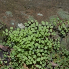 Adiantum aethiopicum (Common Maidenhair Fern) at Wingecarribee Local Government Area - 18 Sep 2020 by plants