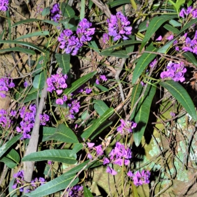 Hardenbergia violacea (False Sarsaparilla) at Werai - 18 Sep 2020 by plants