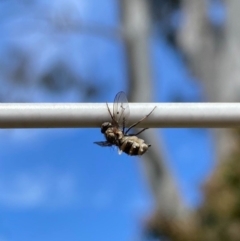 Helina sp. (genus) (Muscid fly) at Wanniassa, ACT - 16 Sep 2020 by jksmits
