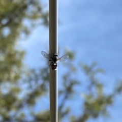 Helina sp. (genus) at Wanniassa, ACT - 17 Sep 2020