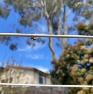 Helina sp. (genus) at Wanniassa, ACT - 17 Sep 2020