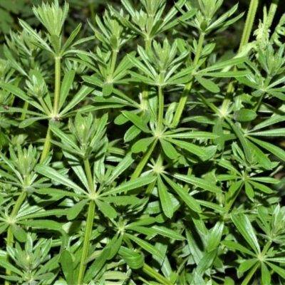 Galium aparine (Goosegrass, Cleavers) at Werai - 18 Sep 2020 by plants
