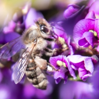 Apis mellifera (European honey bee) at Cooleman Ridge - 16 Sep 2020 by SWishart
