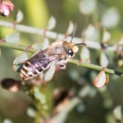Trichocolletes sp. (genus) (Spring Bee) at Cooleman Ridge - 15 Sep 2020 by SWishart