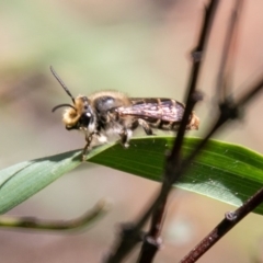 Trichocolletes sp. (genus) at Chapman, ACT - 16 Sep 2020 09:45 AM