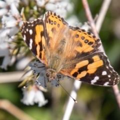 Vanessa kershawi (Australian Painted Lady) at Cooleman Ridge - 16 Sep 2020 by SWishart