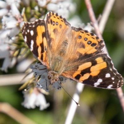 Vanessa kershawi (Australian Painted Lady) at Cooleman Ridge - 16 Sep 2020 by SWishart