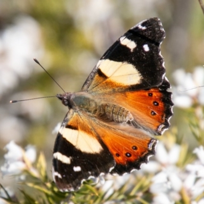 Vanessa itea (Yellow Admiral) at Chapman, ACT - 16 Sep 2020 by SWishart