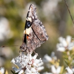 Vanessa itea at Chapman, ACT - 16 Sep 2020