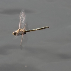 Hemicordulia tau (Tau Emerald) at Cooleman Ridge - 16 Sep 2020 by SWishart