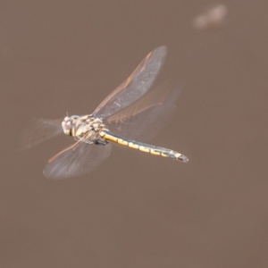 Hemicordulia tau at Stromlo, ACT - 16 Sep 2020 11:12 AM