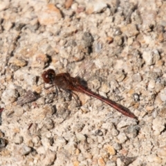 Diplacodes bipunctata (Wandering Percher) at Stromlo, ACT - 16 Sep 2020 by SWishart