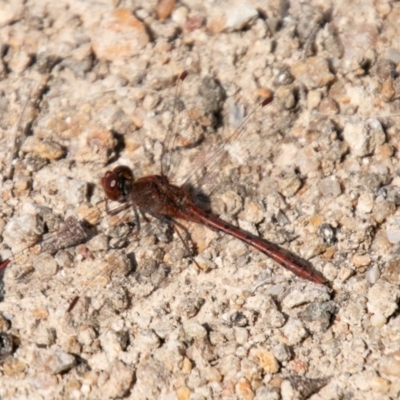 Diplacodes bipunctata (Wandering Percher) at Cooleman Ridge - 16 Sep 2020 by SWishart