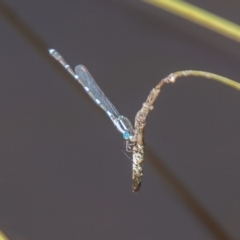 Austrolestes leda (Wandering Ringtail) at Stromlo, ACT - 16 Sep 2020 by SWishart