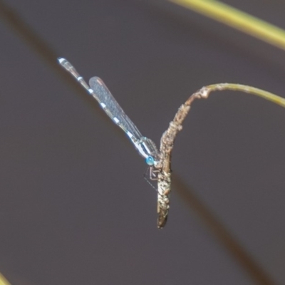 Austrolestes leda (Wandering Ringtail) at Cooleman Ridge - 16 Sep 2020 by SWishart