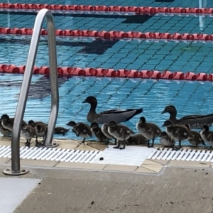 Chenonetta jubata at Albury, NSW - 18 Sep 2020