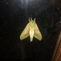 Aenetus eximia (Forest Splendid Ghost Moth) at Berry, NSW - 7 Oct 2020 by Username279