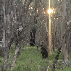 Wallabia bicolor (Swamp Wallaby) at Splitters Creek, NSW - 12 Sep 2020 by AmandaCohn