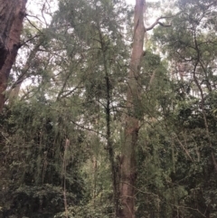 Exocarpos cupressiformis (Cherry Ballart) at Wattamolla, NSW - 18 Sep 2020 by WattaWanderer