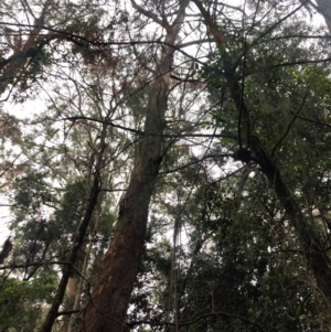 Exocarpos cupressiformis at Wattamolla, NSW - 18 Sep 2020