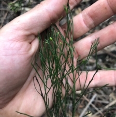 Exocarpos cupressiformis at Wattamolla, NSW - 18 Sep 2020