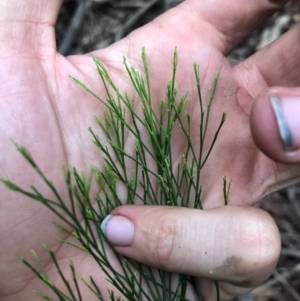 Exocarpos cupressiformis at Wattamolla, NSW - 18 Sep 2020