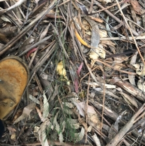 Exocarpos cupressiformis at Wattamolla, NSW - 18 Sep 2020