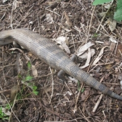 Tiliqua scincoides scincoides (Eastern Blue-tongue) at Cook, ACT - 19 Sep 2020 by dwise