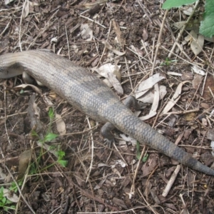 Tiliqua scincoides scincoides at Cook, ACT - 19 Sep 2020